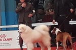 Meilleur Puppy Montluçon 2019